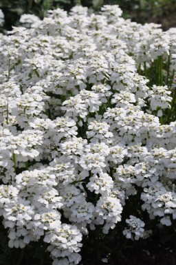 Immergrüne Garten-Schleifenblume Iberis sempervirens 'Snowflake' 5-10 Topf 9x9 cm (P9)