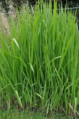 Japanisches Blutgras Imperata cylindrica 5-10 Topf 9x9 cm (P9) Imperata cylindrica