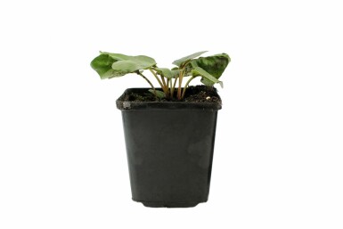 Garten-Gloxinie Incarvillea delavayi 5-10 Topf 9x9 cm (P9) Incarvillea delavayi