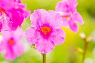 Garten-Gloxinie Incarvillea delavayi 5-10 Topf 9x9 cm (P9) Incarvillea delavayi