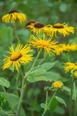 Zwerg-Alant Inula ensifolia 5-10 Topf 9x9 cm (P9) Inula ensifolia