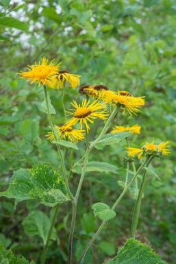 Zwerg-Alant Inula ensifolia 5-10 Topf 9x9 cm (P9)