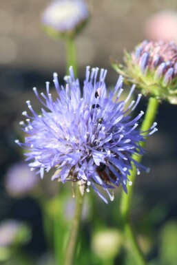 Garten-Blauköpfchen Jasione laevis 'Blaulicht' 5-10 Topf 9x9 cm (P9)