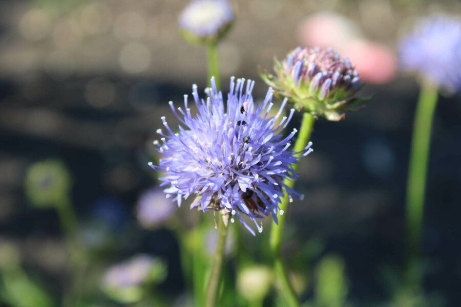 Garten-Blauköpfchen Jasione laevis 'Blaulicht' 5-10 Topf 9x9 cm (P9) Jasione laevis 'Blaulicht'