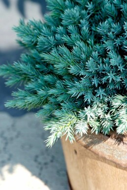 Zwerg-Wacholder Juniperus squamata 'Blue Star' Strauch 10-15 Topf 2 ltr. (C2)