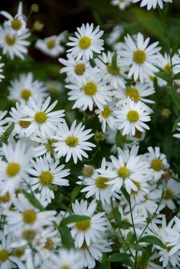 Schön-Aster Kalimeris incisa 'Alba' 5-10 Topf 9x9 cm (P9) Kalimeris incisa 'Alba'