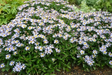Garten Schön-Aster Kalimeris incisa 'Nana Blue' 10-15 Topf 2 ltr. (C2) Kalimeris incisa 'Nana Blue'