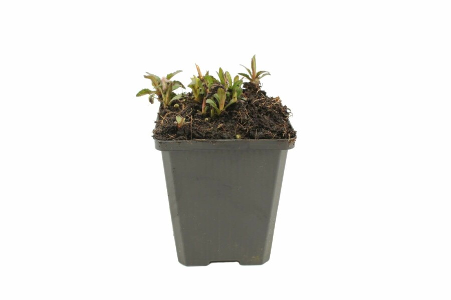 Garten Schön-Aster Kalimeris incisa 'Nana Blue' 5-10 Topf 9x9 cm (P9) Kalimeris incisa 'Nana Blue'