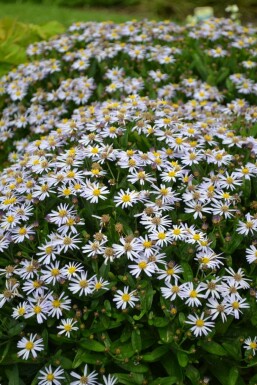 Garten Schön-Aster Kalimeris incisa 'Nana Blue' 5-10 Topf 9x9 cm (P9)