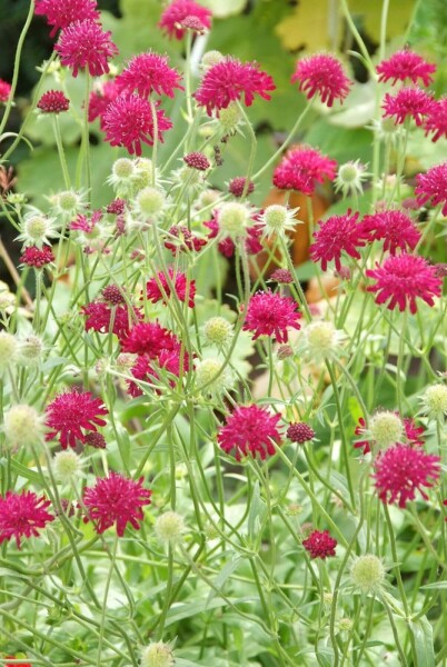 Purpur-Witwenblume Knautia macedonica 5-10 Topf 9x9 cm (P9) Knautia macedonica