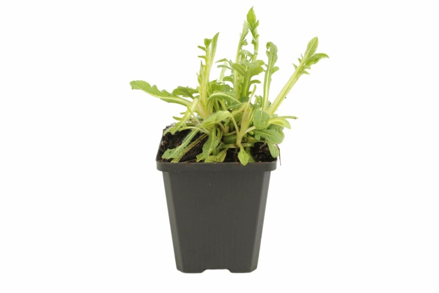 Purpur-Witwenblume Knautia macedonica 5-10 Topf 9x9 cm (P9) Knautia macedonica