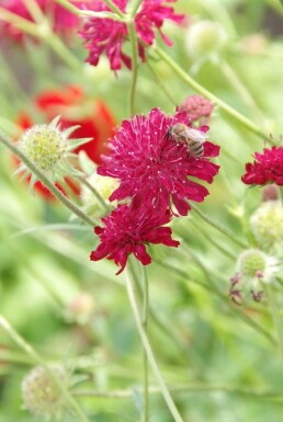 Purpur-Witwenblume Knautia macedonica 5-10 Topf 9x9 cm (P9)