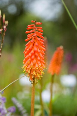 Fackellilie Kniphofia 'Alcazar' 5-10 Topf 9x9 cm (P9) Kniphofia 'Alcazar'