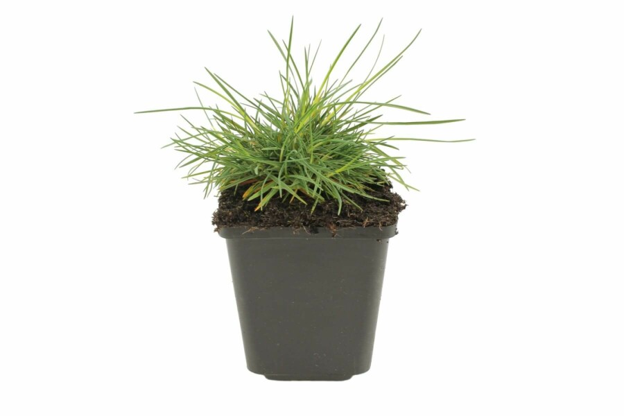 Blaues Schillergras Koeleria glauca 5-10 Topf 9x9 cm (P9) Koeleria glauca