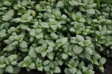 Weiße Taubnessel Lamium maculatum 'White Nancy' 5-10 Topf 9x9 cm (P9)