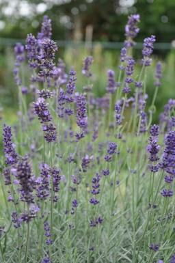 Echter Lavendel Lavandula angustifolia 'Hidcote' 5-10 Topf 9x9 cm (P9)