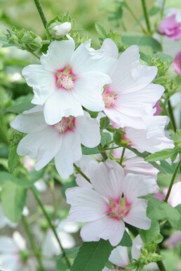 Buschmalve Lavatera 'Barnsley' 5-10 Topf 9x9 cm (P9) Lavatera 'Barnsley'