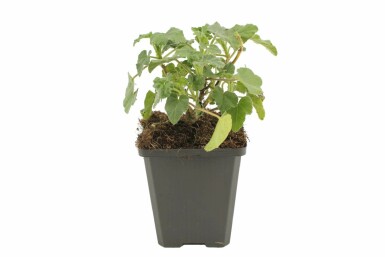 Buschmalve Lavatera 'Barnsley' 5-10 Topf 9x9 cm (P9) Lavatera 'Barnsley'