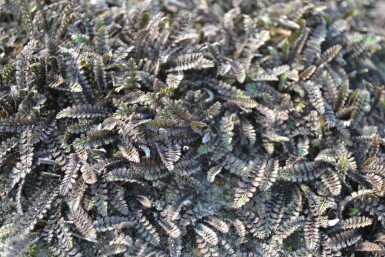 Farn-Fiederpolster Leptinella potentillina 'Platt’s Black' 5-10 Topf 9x9 cm (P9) Leptinella potentillina 'Platt’s Black'