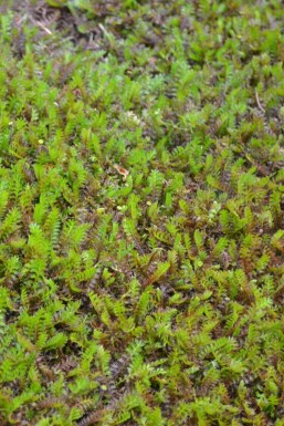 Braunes Fiederpolster Leptinella squalida 5-10 Topf 9x9 cm (P9)