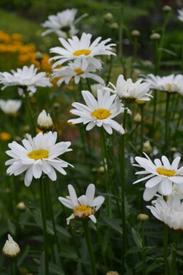 Leucanthemum (M) 'Alaska'