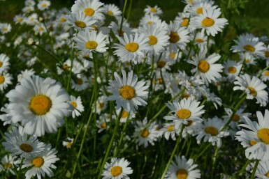 Kleine Garten-Margerite Leucanthemum vulgare 'Maikonigin' 5-10 Topf 9x9 cm (P9)