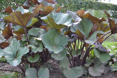 Purpur-Greiskraut Ligularia dentata 'Othello' 5-10 Topf 9x9 cm (P9) Ligularia dentata 'Othello'