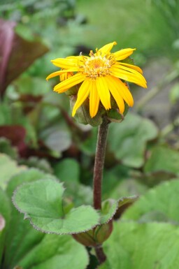 Purpur-Greiskraut Ligularia dentata 'Othello' 5-10 Topf 9x9 cm (P9) Ligularia dentata 'Othello'