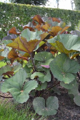 Purpur-Greiskraut Ligularia dentata 'Othello' 5-10 Topf 9x9 cm (P9) Ligularia dentata 'Othello'