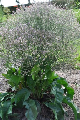 Blauer Strandflieder Limonium latifolium 5-10 Topf 9x9 cm (P9) Limonium latifolium