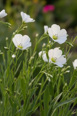 Weißblühender Lein Linum perenne 'Album' 5-10 Topf 9x9 cm (P9) Linum perenne 'Album'