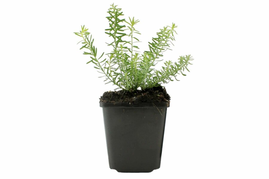 Weißblühender Lein Linum perenne 'Album' 5-10 Topf 9x9 cm (P9) Linum perenne 'Album'