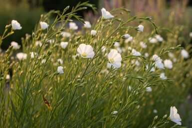 Linum perenne 'Album'
