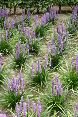Lilientraube Liriope muscari 'Moneymaker' 10-15 Topf 2 ltr. (C2) Liriope muscari 'Moneymaker'