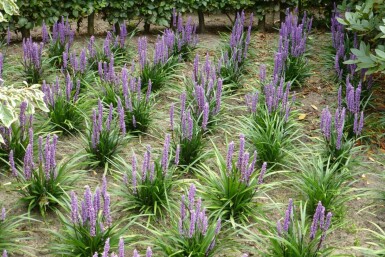Lilientraube Liriope muscari 'Moneymaker' 10-15 Topf 2 ltr. (C2) Liriope muscari 'Moneymaker'