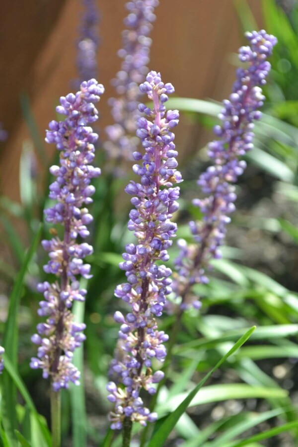 Lilientraube Liriope muscari 'Moneymaker' 5-10 Topf 9x9 cm (P9) Liriope muscari 'Moneymaker'