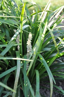 Weiße Glöckchentraube Liriope muscari 'Monroe White' 5-10 Topf 9x9 cm (P9)