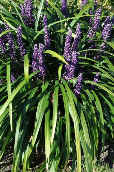 Lilientraube Liriope muscari 'Royal Purple' 10-15 Topf 2 ltr. (C2) Liriope muscari 'Royal Purple'