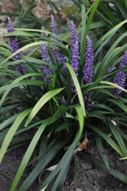 Lilientraube Liriope muscari 'Royal Purple' 10-15 Topf 2 ltr. (C2) Liriope muscari 'Royal Purple'