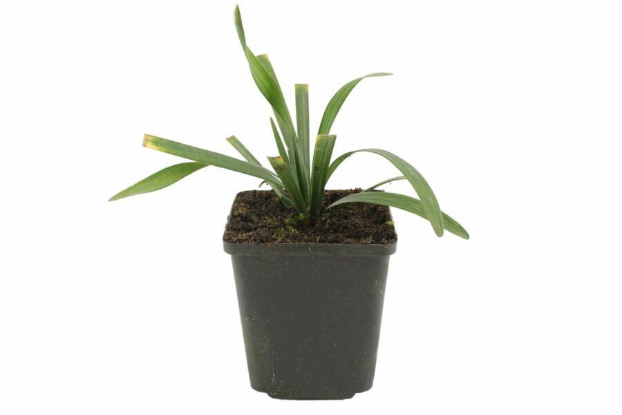 Lilientraube Liriope muscari 'Royal Purple' 5-10 Topf 9x9 cm (P9) Liriope muscari 'Royal Purple'