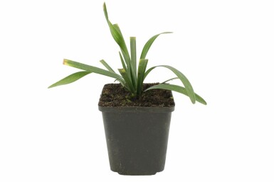 Lilientraube Liriope muscari 'Royal Purple' 5-10 Topf 9x9 cm (P9) Liriope muscari 'Royal Purple'