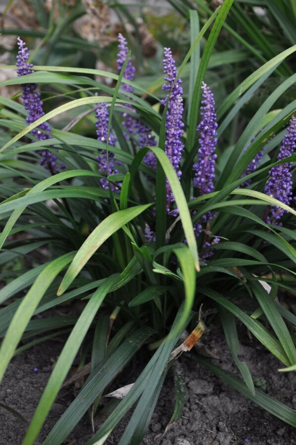 Lilientraube Liriope muscari 'Royal Purple' 5-10 Topf 9x9 cm (P9) Liriope muscari 'Royal Purple'