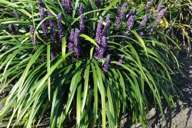 Lilientraube Liriope muscari 'Royal Purple' 5-10 Topf 9x9 cm (P9) Liriope muscari 'Royal Purple'