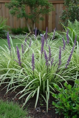 Liriope muscari 'Silvery Sunproof'