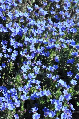Steinsame Lithodora diffusa 'Heavenly Blue' 5-10 Topf 9x9 cm (P9)