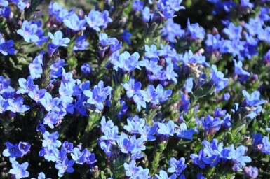 Steinsame Lithodora diffusa 'Heavenly Blue' 5-10 Topf 9x9 cm (P9) Lithodora diffusa 'Heavenly Blue'
