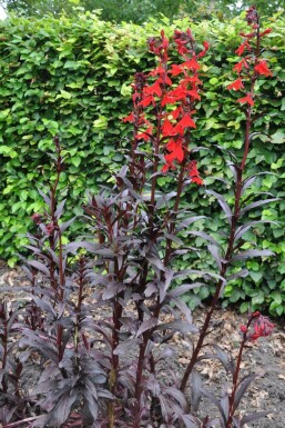 Lobelie Lobelia fulgens 'Queen Victoria' 5-10 Topf 9x9 cm (P9) Lobelia fulgens 'Queen Victoria'