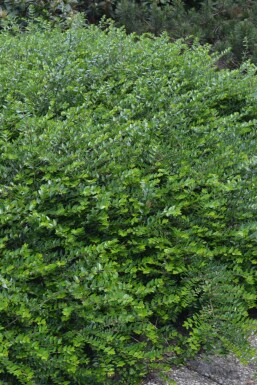Immergrüne Heckenkirsche Lonicera nitida 'Maigrün' 5-10 Topf 9x9 cm (P9)