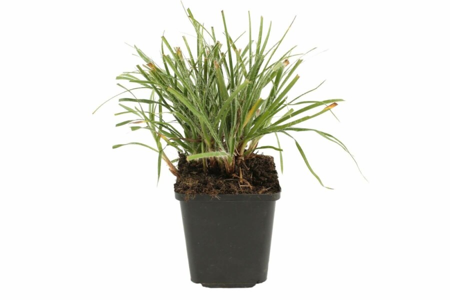 Schnee-Marbel Luzula nivea 5-10 Topf 9x9 cm (P9) Luzula nivea