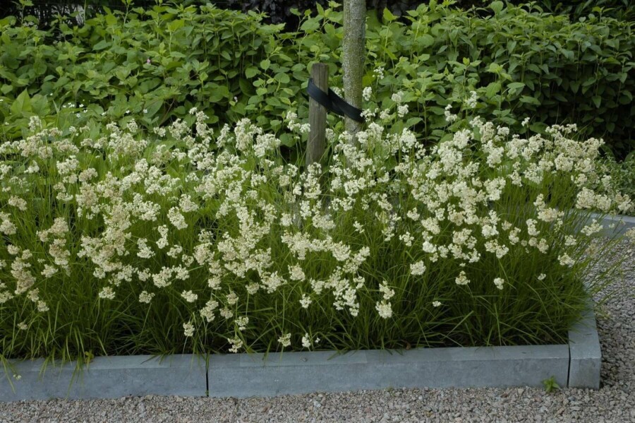 Schnee-Marbel Luzula nivea 5-10 Topf 9x9 cm (P9) Luzula nivea